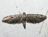 7530 - Eupithecia swettii (female)