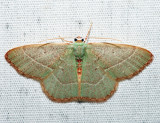 7046 - Red-fringed Emerald - Nemoria bistriaria