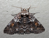 8703  Pine False Looper  Zale duplicata