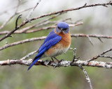 Eastern Bluebird - Sialia sialis