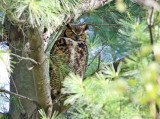 Great Horned Owl - Bubo virginianus