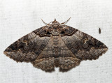 8713  Bold-based Zale Moth  Zale lunifera