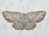 7139 - Sweetfern Geometer - Cyclophora pendulinaria