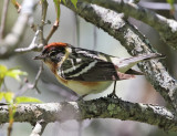 Bay-breaster Warbler - Setophaga castanea 