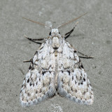 8983.2 – Ashy Meganola – Meganola spodia
