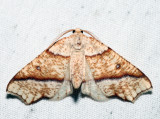 6844 - Hollow-Spotted Plagodis - Plagodis alcoolaria