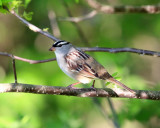 White-crowned Sparrow - Zonotrichia leucophrys 