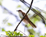 Black-billed Cuckoo - Coccyzus erythropthalmus