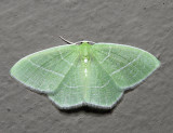 7048 - White-Fringed Emerald - Nemoria mimosaria