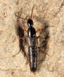 Philonthus couleensis