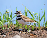 Killdeer - Charadrius vociferus