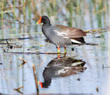 Common Gallinule - Gallinula galeata