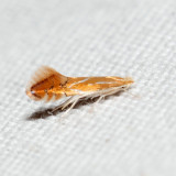 0738 - Phyllonorycter basistrigella