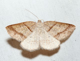 6804 – Northern Petrophora – Petrophora subaequaria