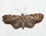 7520 - Eupithecia satyrata (female)