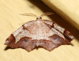 6838 - Friendly Probole - Probole amicaria
