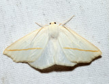 6964  White Slant-Line  Tetracis cachexiata