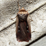 10891 - Flame-shouldered Dart - Ochropleura implecta