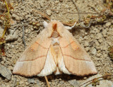 7915 - White-dotted Prominent - Nadata gibbosa