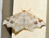 6342  Red-headed Inchworm Moth  Macaria bisignata