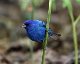 Indigo Bunting - Passerina cyanea