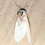 8133 - Pink-legged Tiger Moth - Spilosoma latipennis