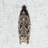 3259  Arrowhead Moth  Gretchena deludana 