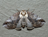 8970 – Eyed Baileya – Baileya ophthalmica