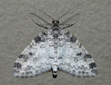 7640 - Powdered Bigwing - Lobophora nivigerata