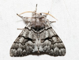 9182 - Eastern Panthea - Panthea furcilla