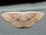 7136 - Packards Wave Moth - Cyclophora packardi