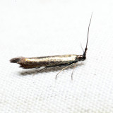 1398.2  Coleophora deauratella