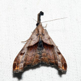 8397  Dark-spotted Palthis  Palthis angulalis 