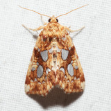 9633 - Silver-spotted Fern Moth - Callopistria cordata