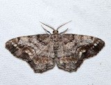 6656  Pine Measuringworm Moth  Hypagyrtis piniata