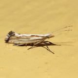 2363 - Dames Rocket Moth - Plutella porrectella