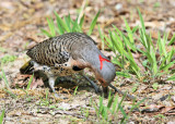 Northern Flicker - Colaptes auratus