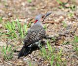 Northern Flicker - Colaptes auratus