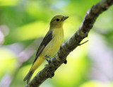 Scarlet Tanager - Piranga olivacea (female)