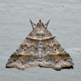 8338 - Dark-banded Owlet - Phalaenophana pyramusalis