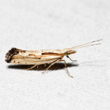 2363 - Dames Rocket Moth - Plutella porrectella