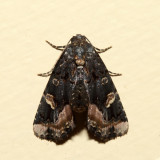 9057 - Black Wedge-Spot - Homophoberia apicosa