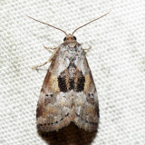 9040 - Black-patched Graylet - Hyperstrotia secta