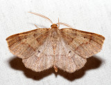 6824  Metarranthis amyrisaria