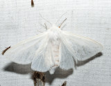 8134  Agreeable Tiger Moth  Spilosoma congrua