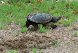 Common Snapping Turtle - Chelydra serpentina (leaving nest site)