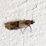 6019 - Indian Meal Moth - Plodia interpunctella