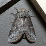 7994  Saddled Prominent Moth  Heterocampa guttivitta