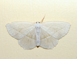 6796 - Pale Beauty - Campaea perlata