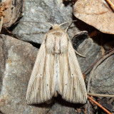 10446 – Many-lined Wainscot – Leucania multilinea